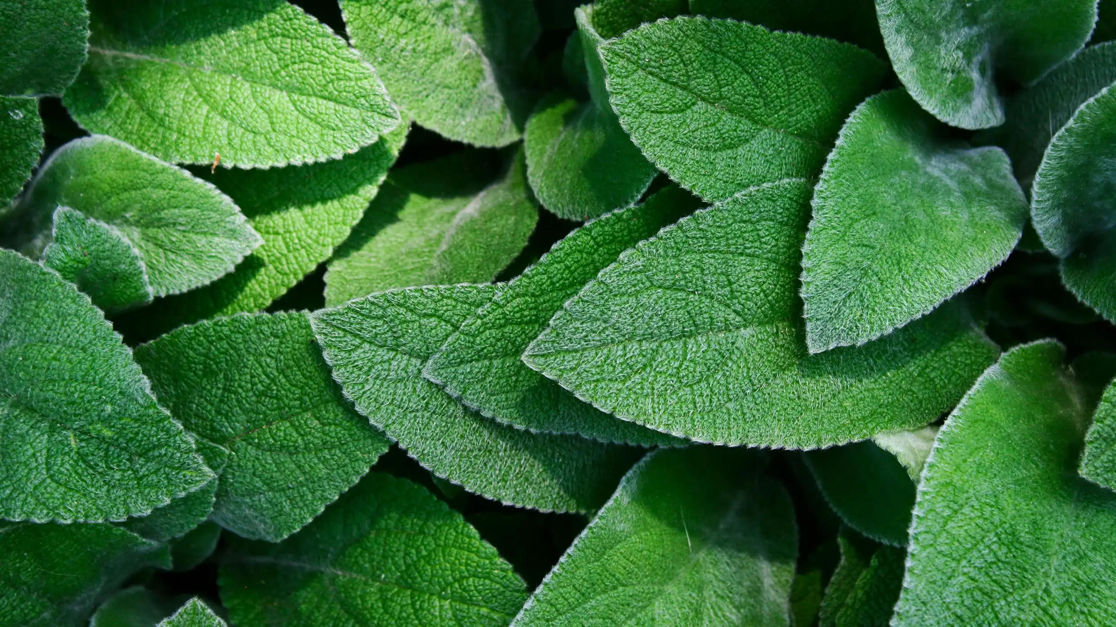 What Is a Functional Medicine Doctor?
