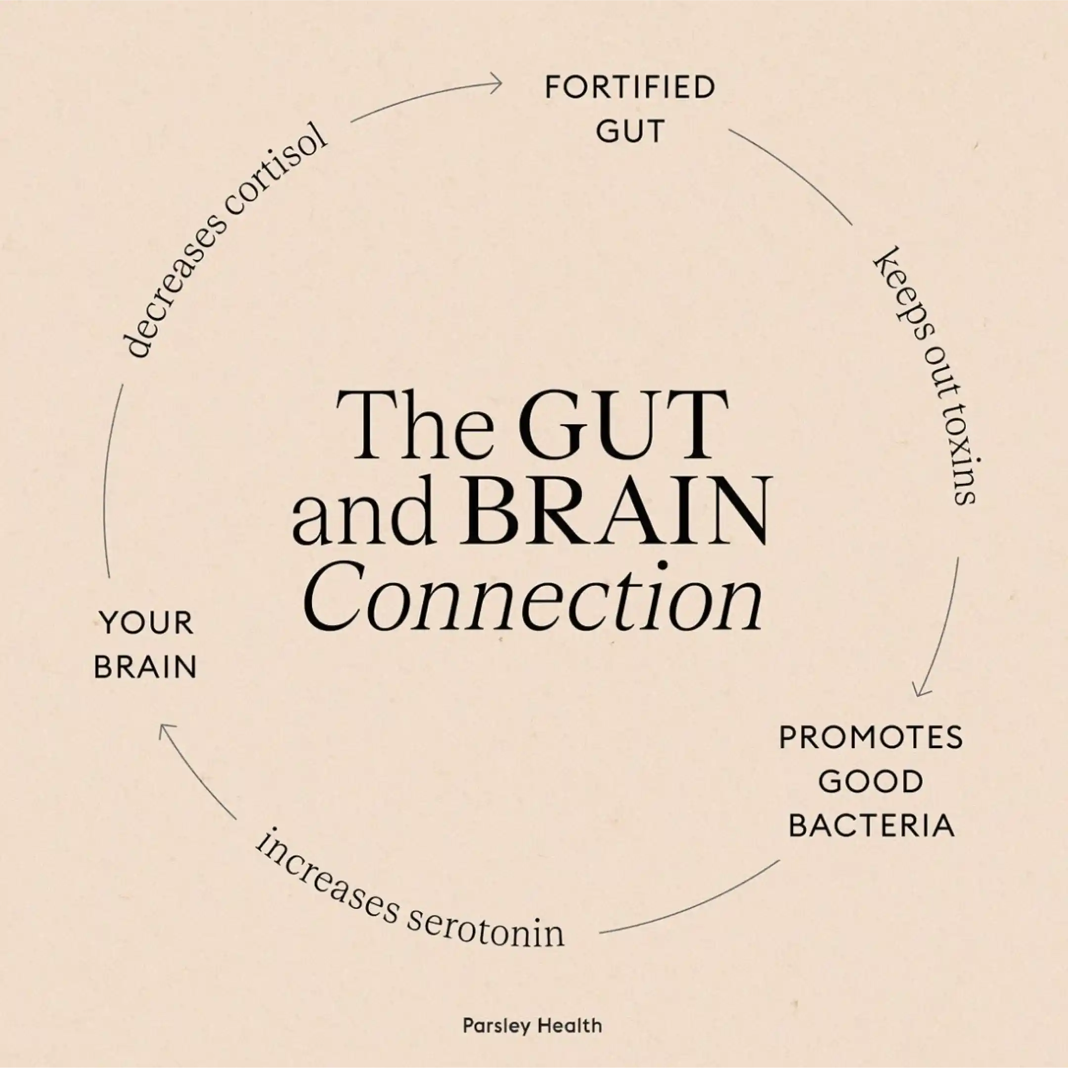 the gut and brain connection