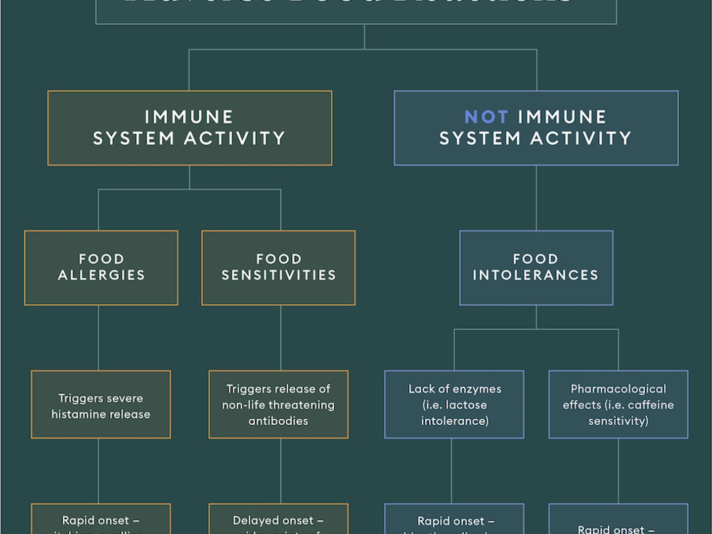 Food Allergy vs. Food Intolerance: How Symptoms Differ