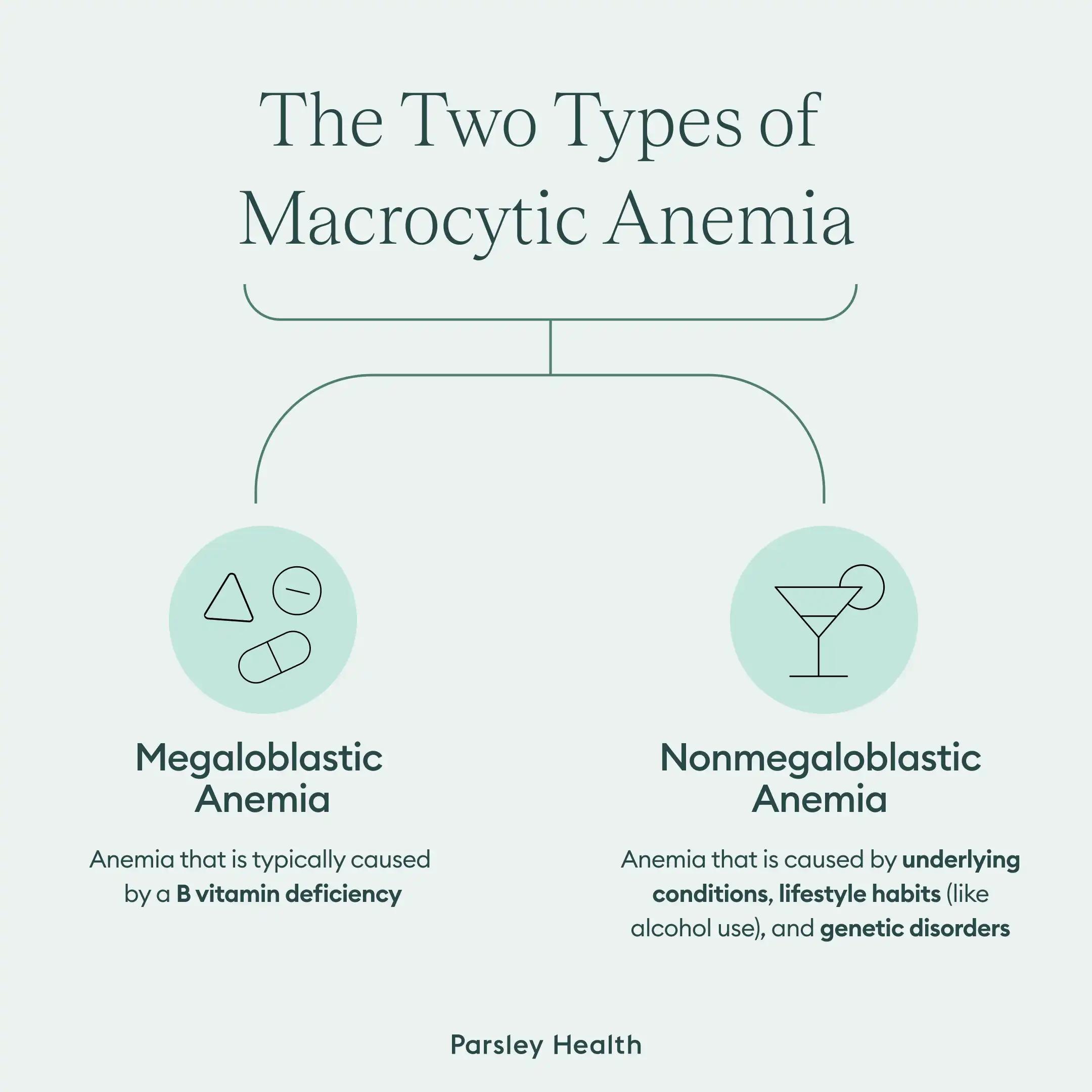 two types of macrocytic anemia - megaloblastic and nonmegaloblastic