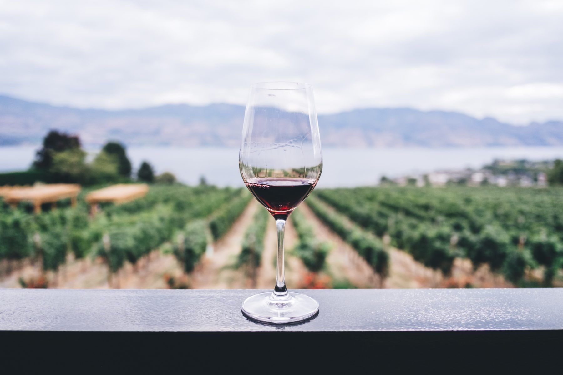glass of red wine at a vineyard