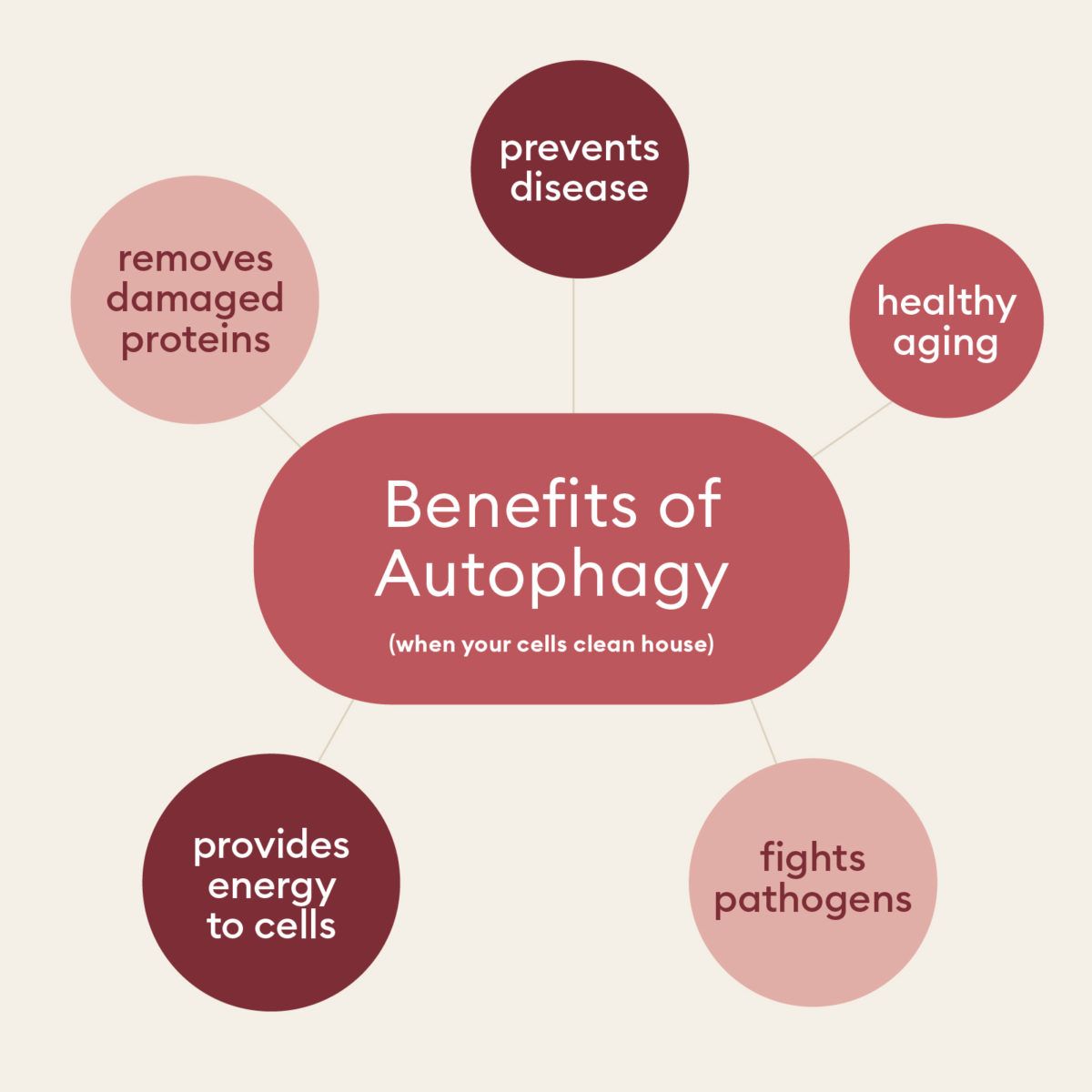 Understanding Autophagy: How Fasting Unleashes your Body's Cellular Renewal - Benefits of Autophagy