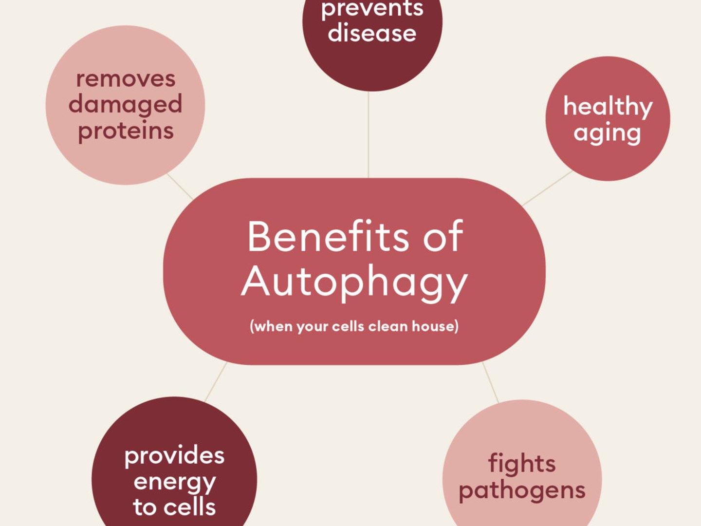 Understanding Autophagy: How Fasting Unleashes your Body's Cellular Renewal - Benefits of Autophagy