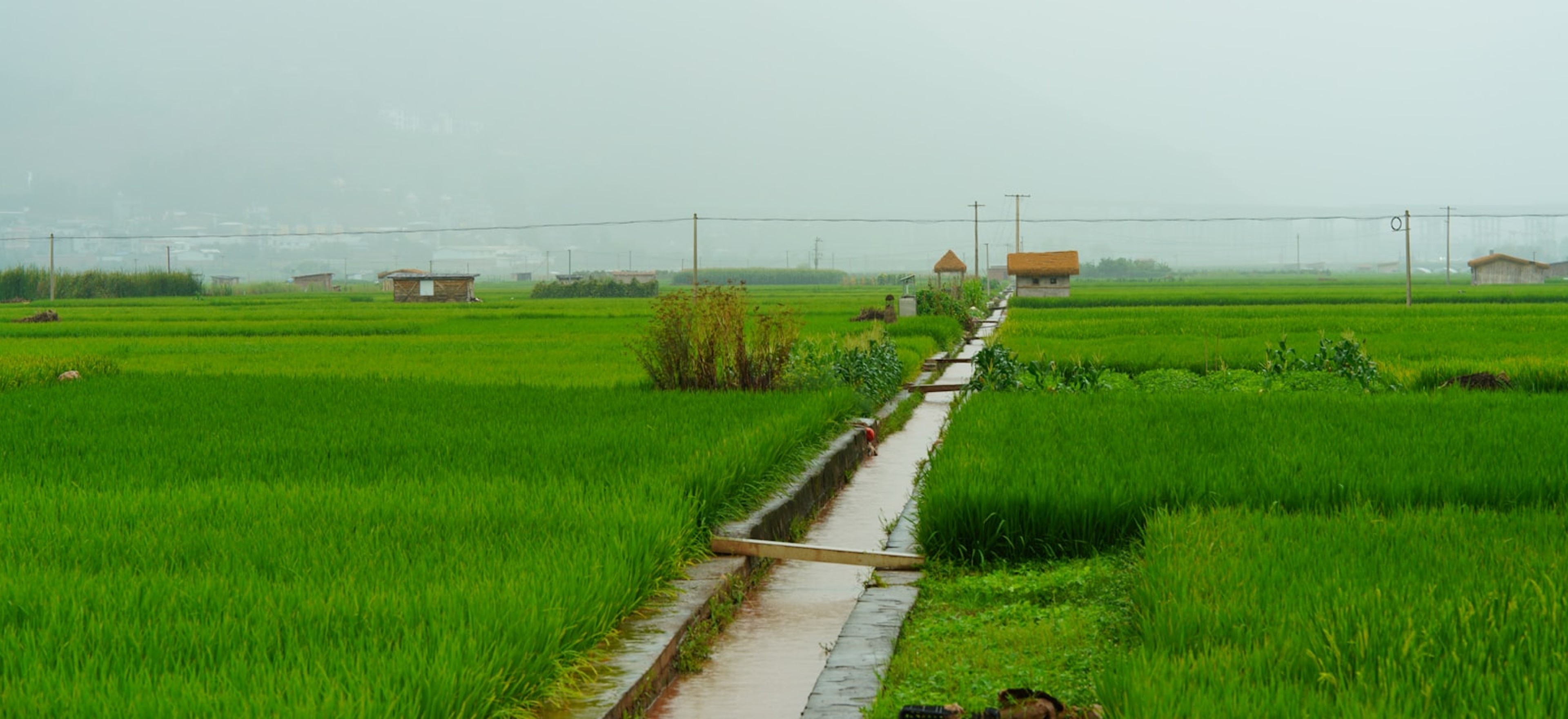 Irrigation channel between rice paddies
