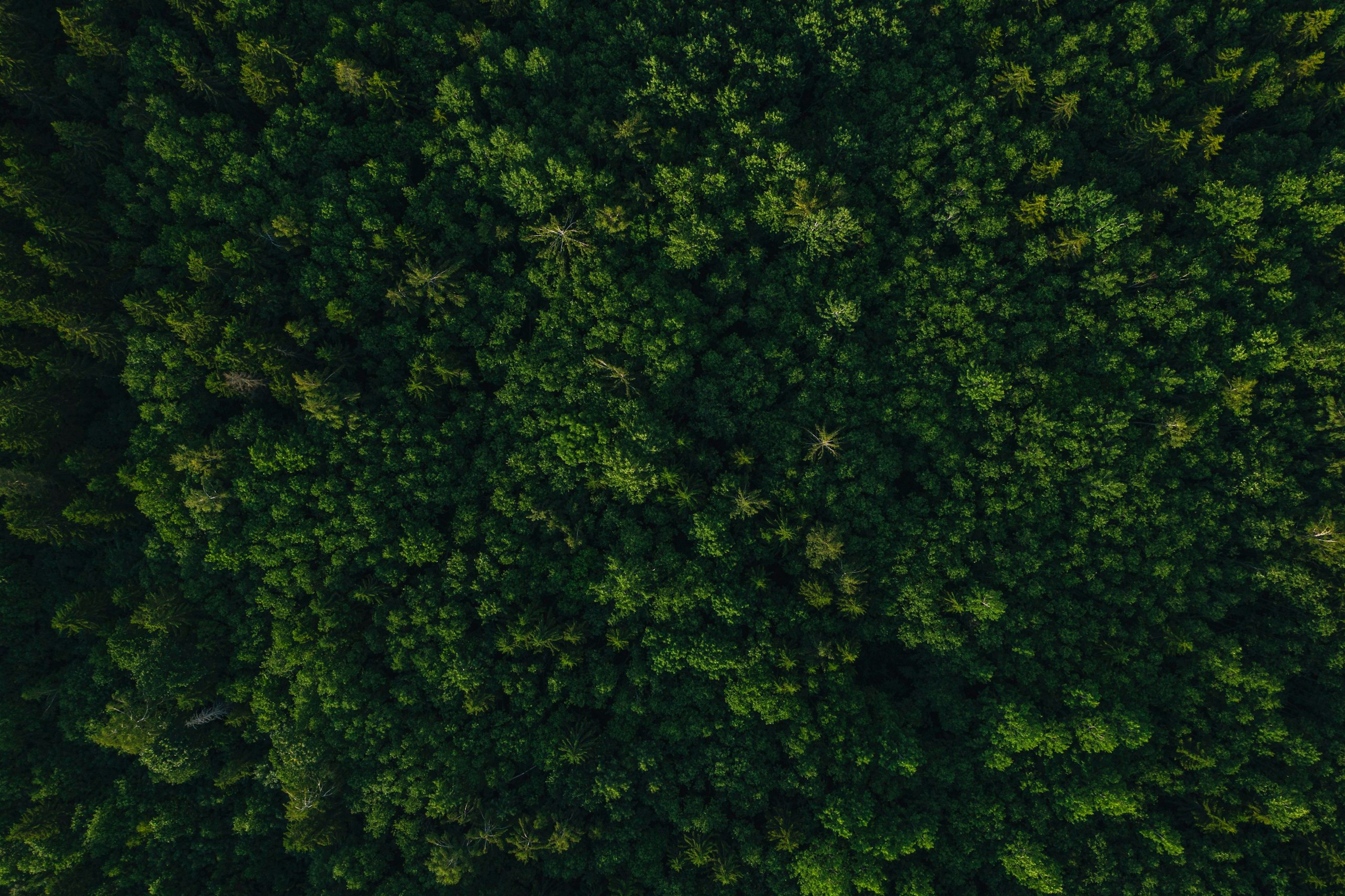 Forest and climate work, in numbers