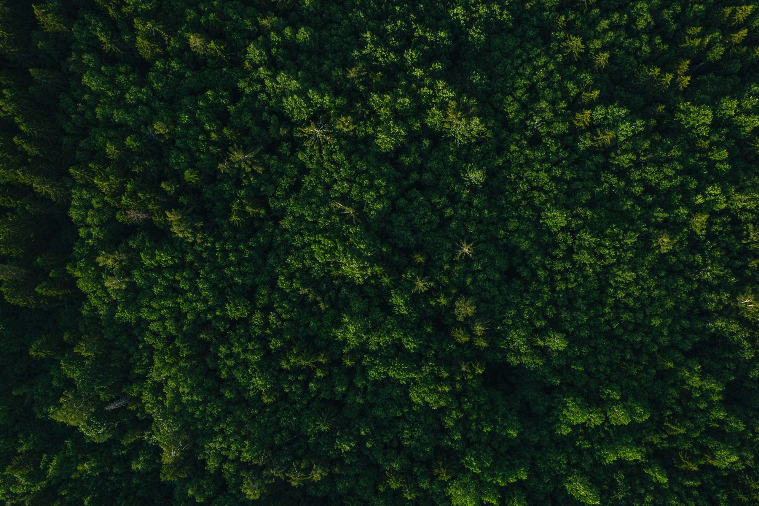 Forest and climate work, in numbers
