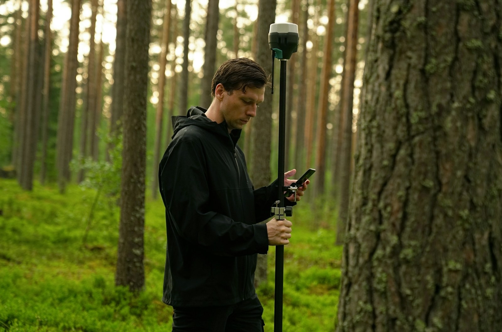 Person with a GNSS rod between tall tree trunks