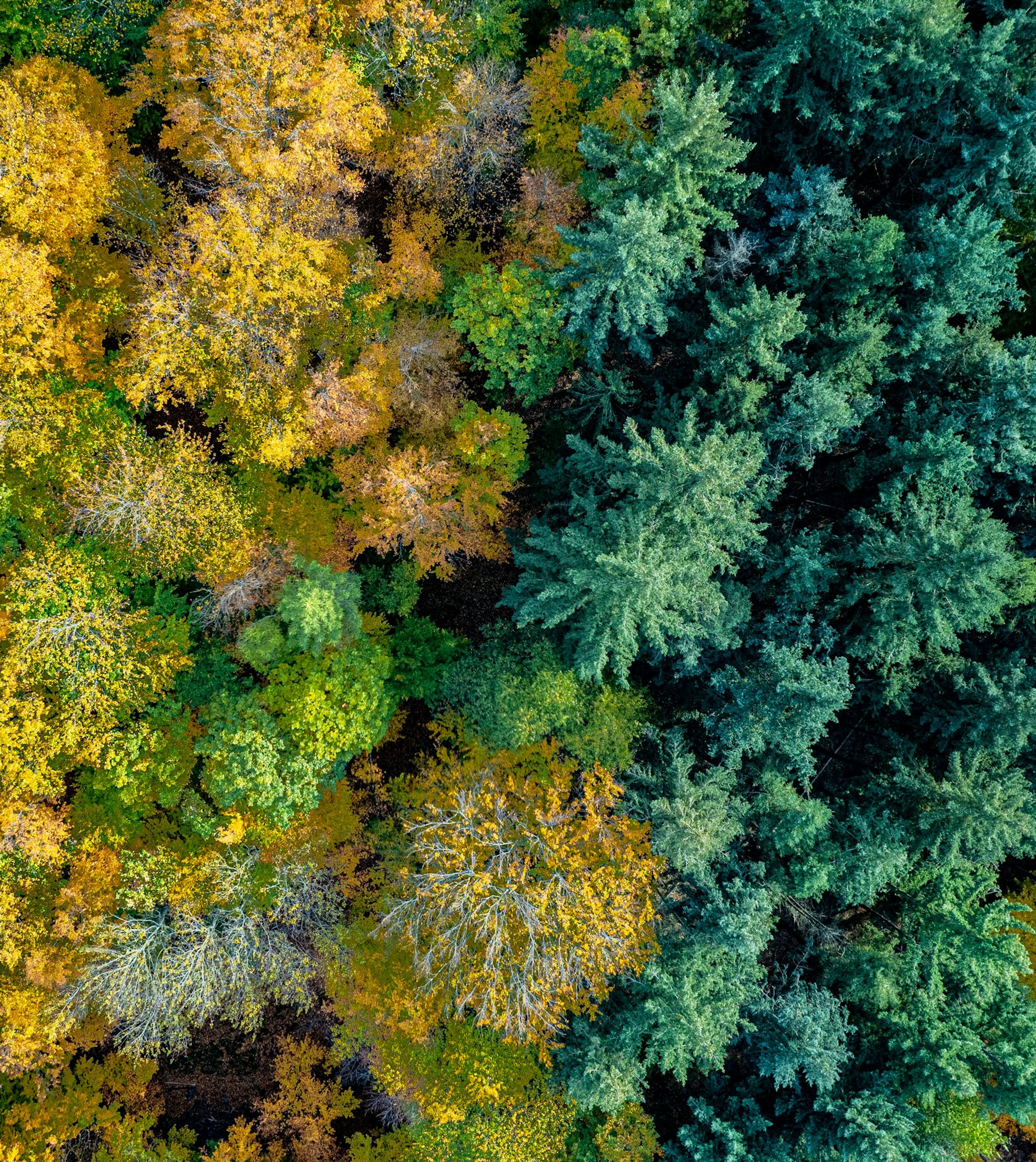 Forest carbon baselines