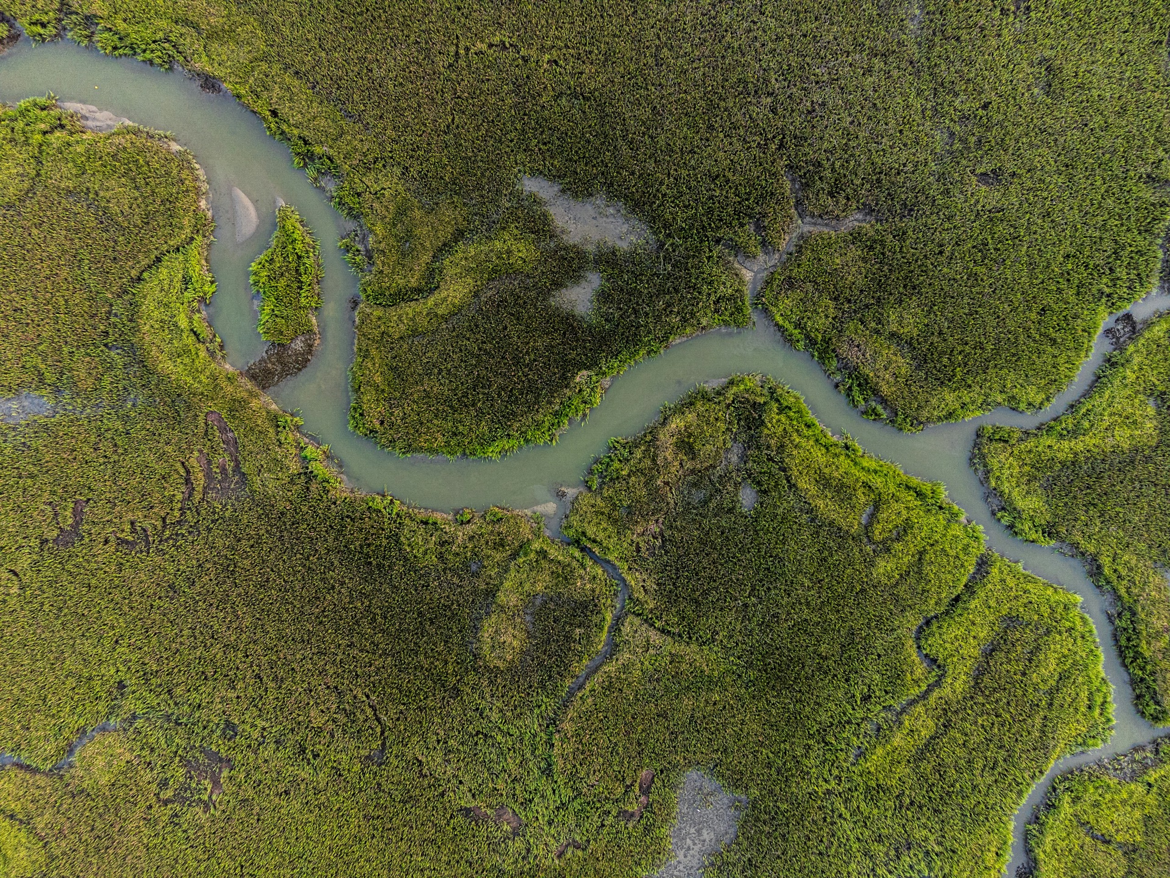 Meandering watercourse through green marshland, seen from directly above