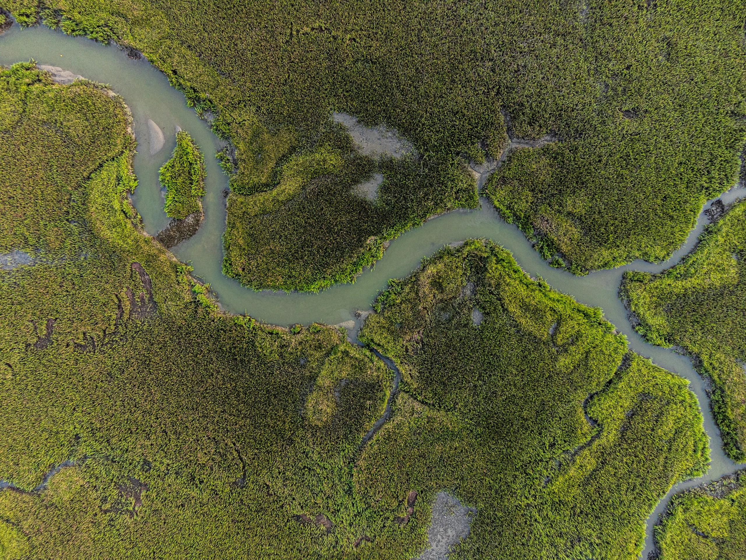 Meandering watercourse through green marshland, seen from directly above