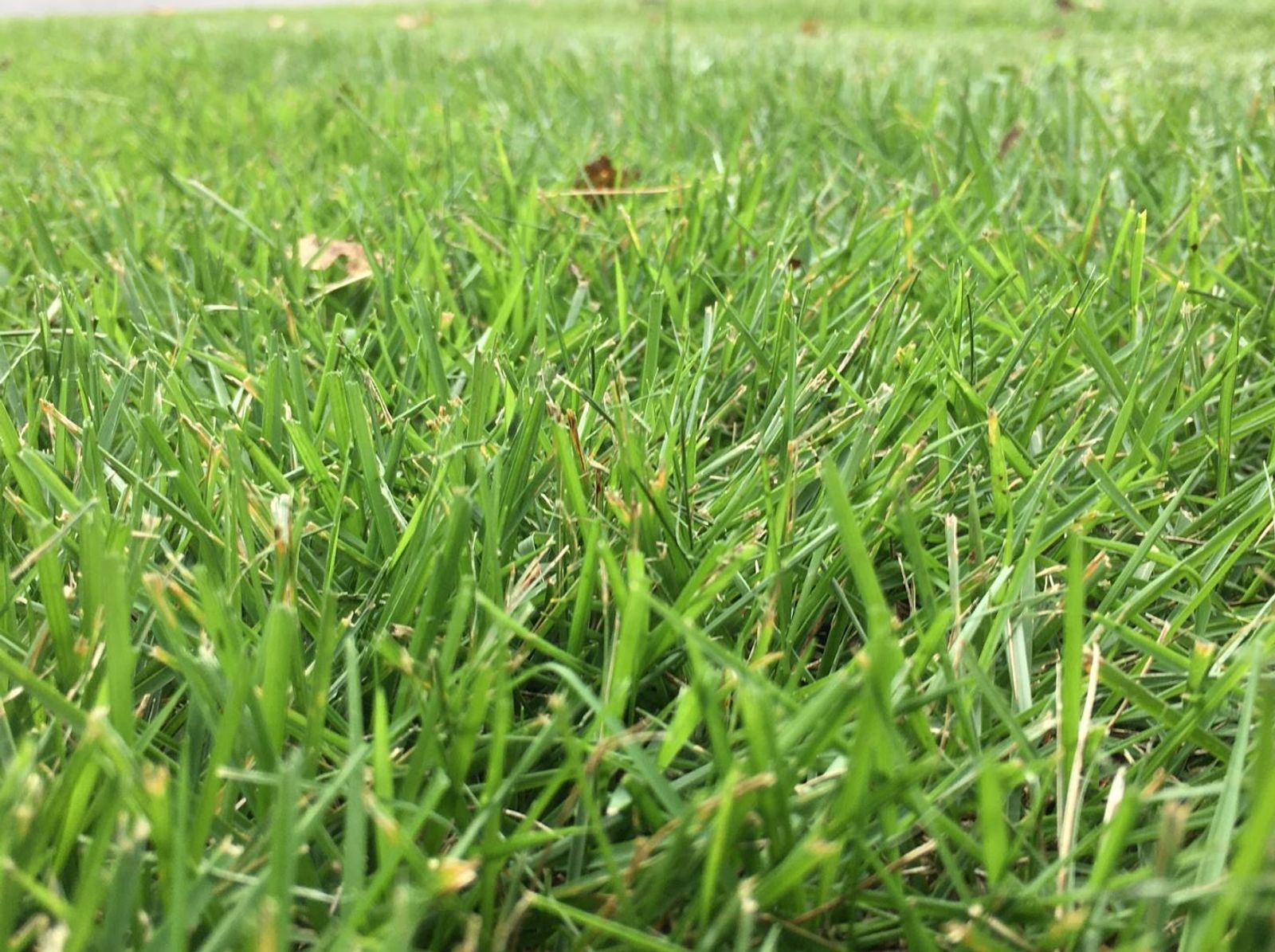 Weed Control