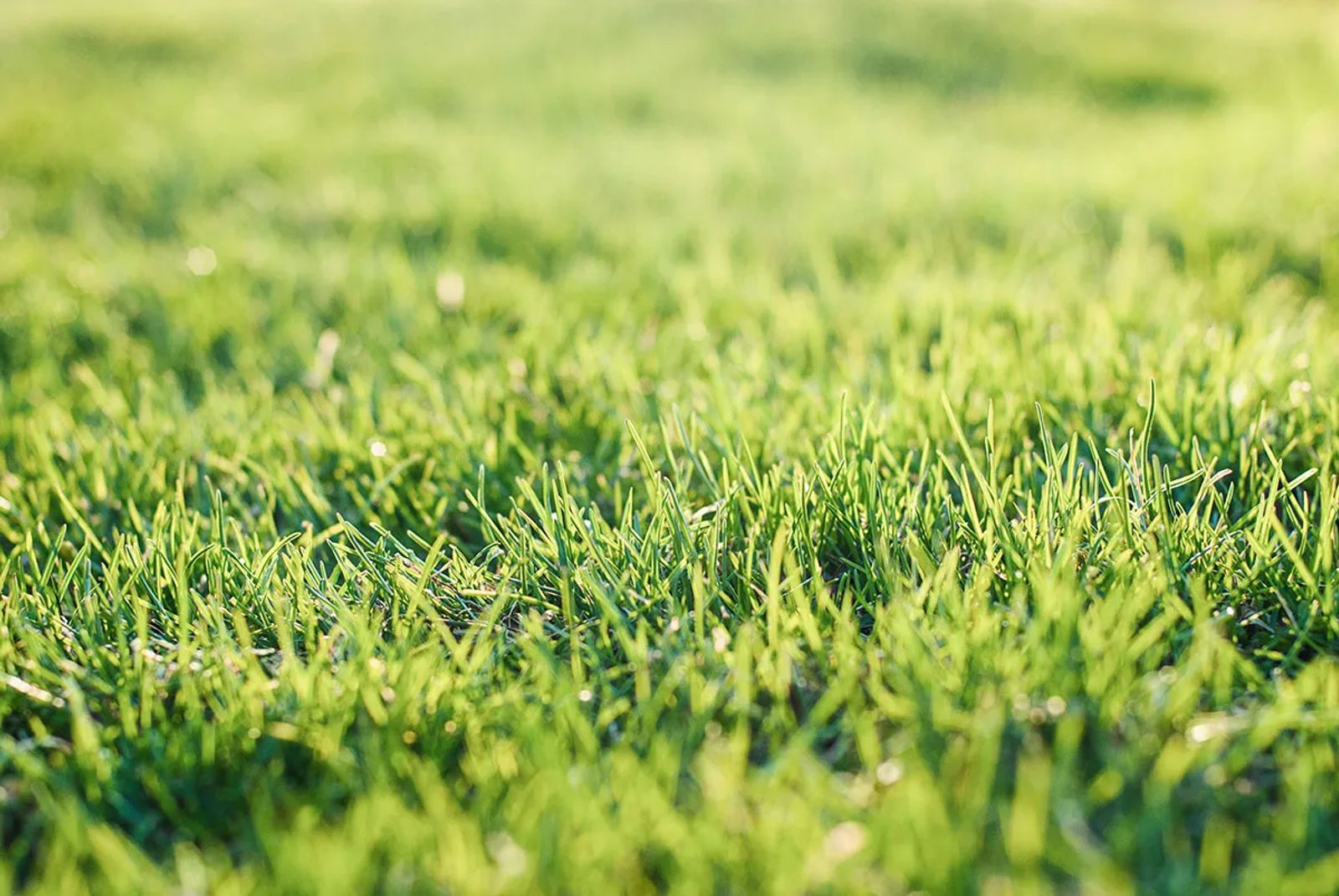 Year-Round Lawn Care: Preparing Your Lawn for Each Season in Knoxville