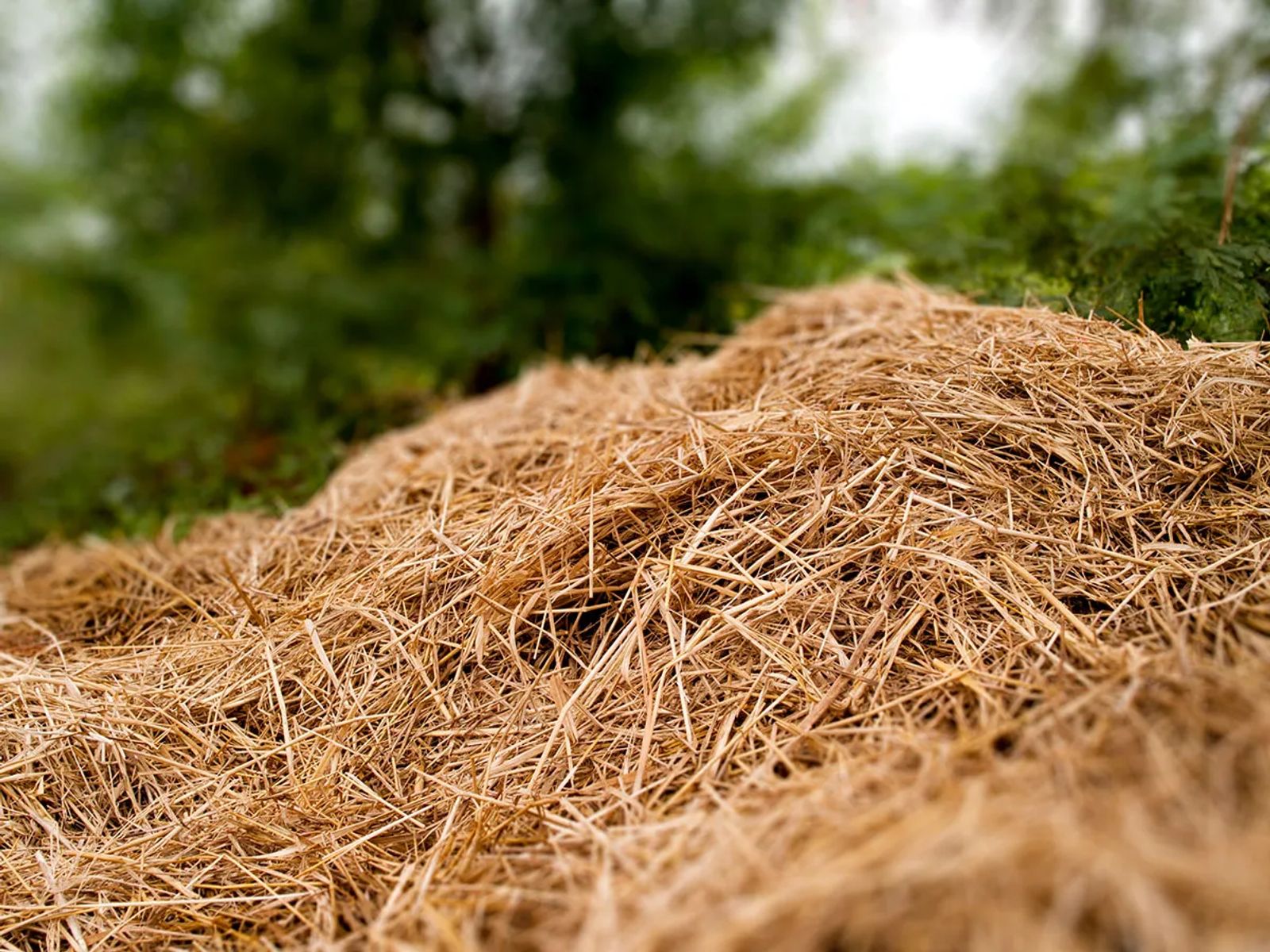 Pine Straw Installation: The Natural Choice for Beautiful, Low-Maintenance Landscaping