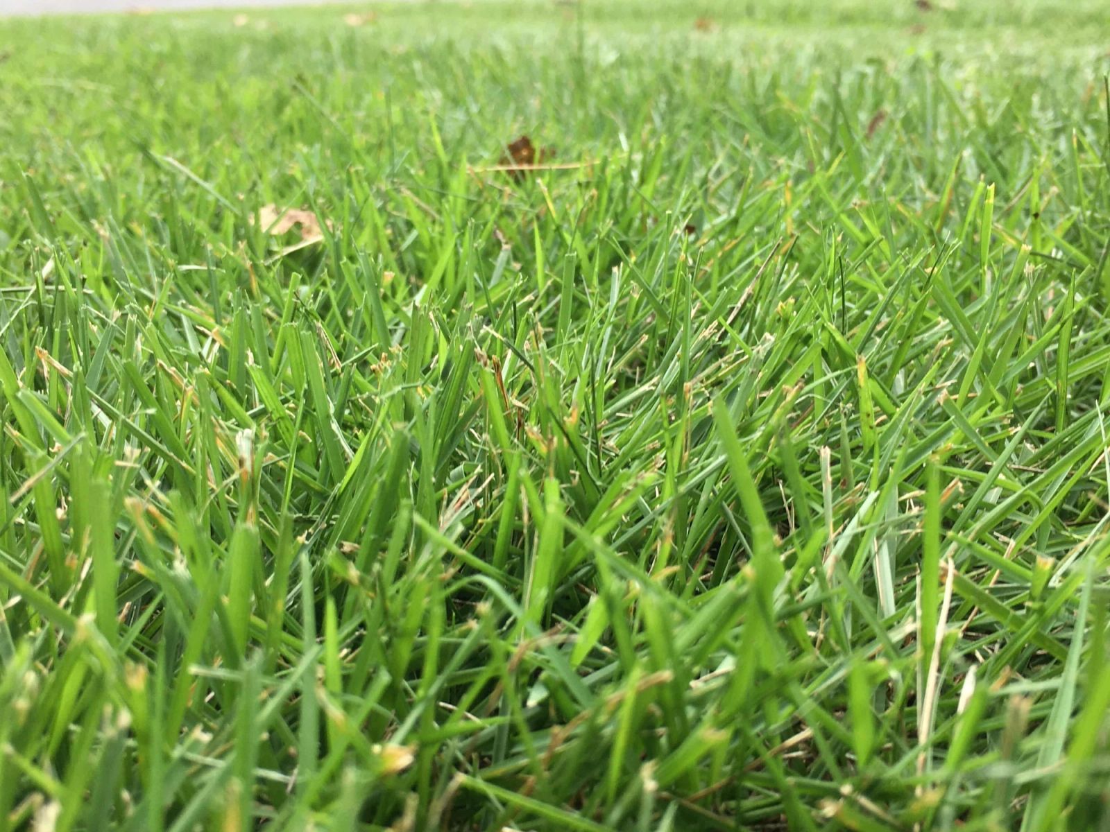 Overseeding