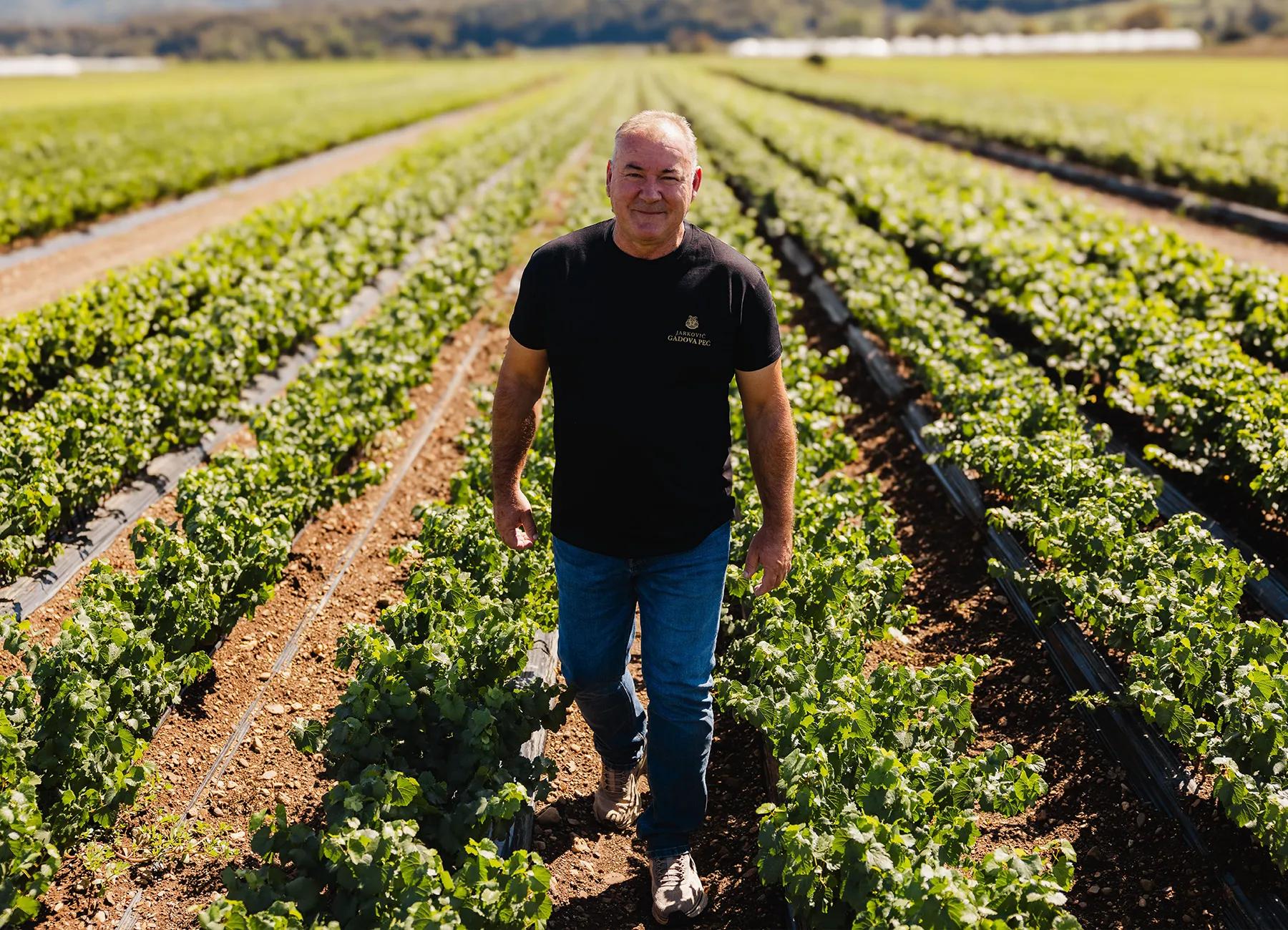 Jarkovič nurseryman walking between rows of young grafted vines in the nursery field