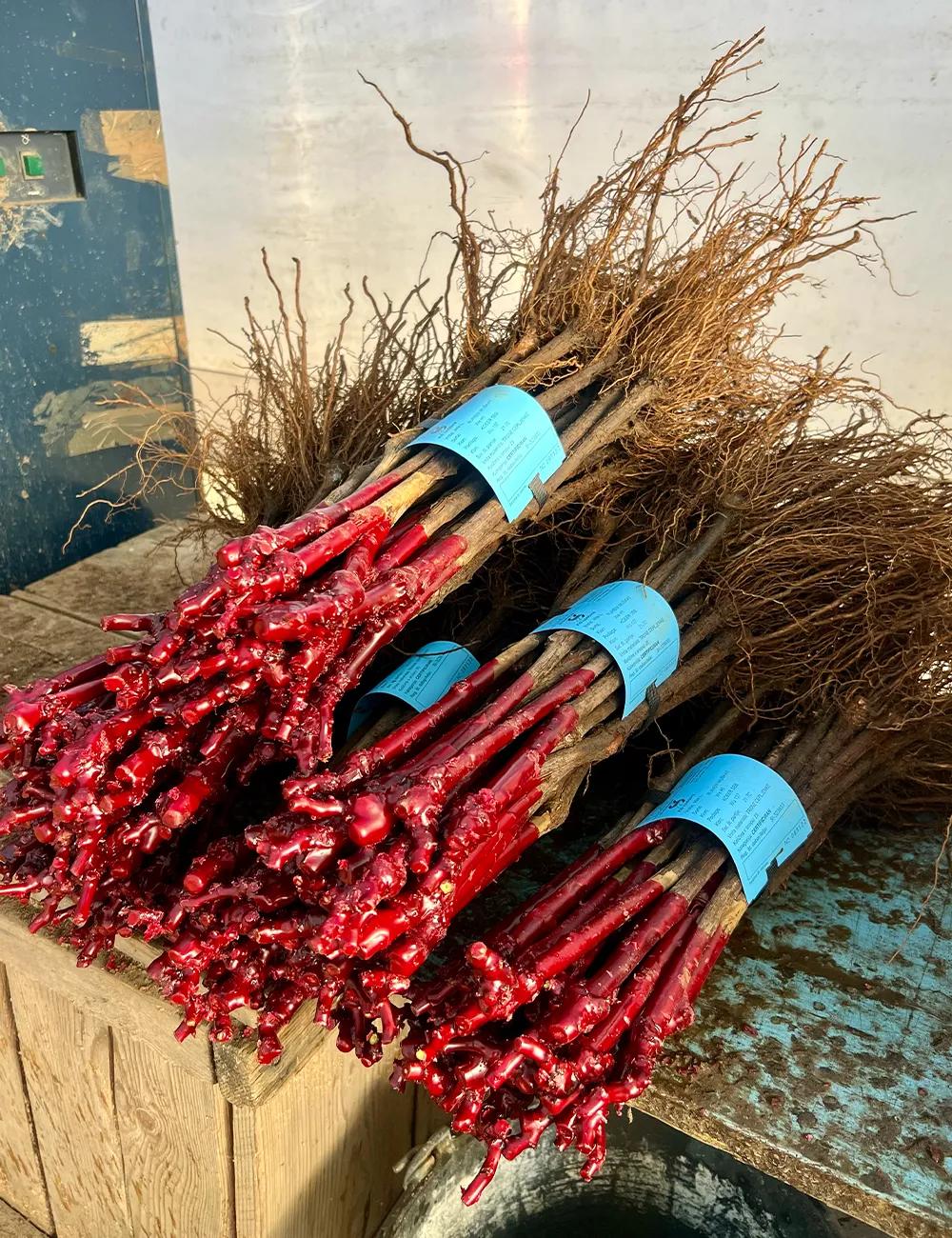 Bundles of vine cuttings coated in red protective wax, labelled and ready for sale