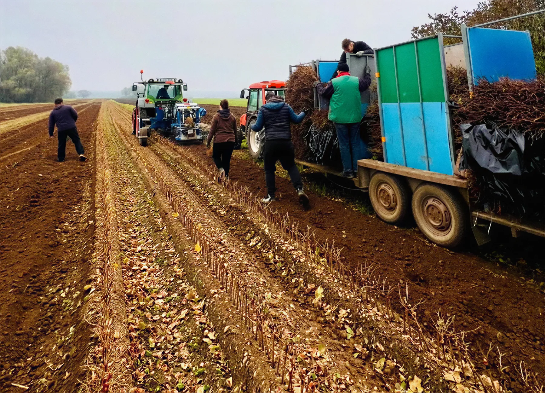 Machine planting of vine cuttings in the nursery field
