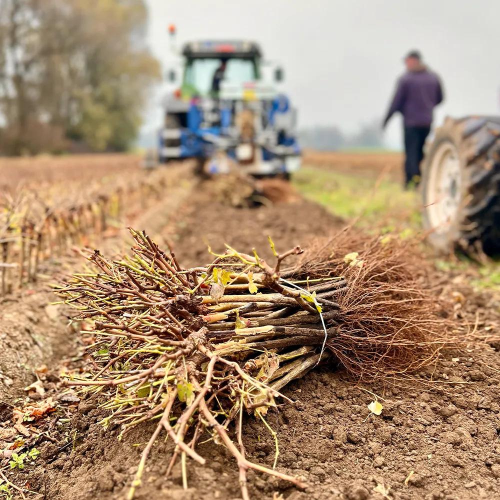 Bundle of rooted vine cuttings freshly dug up in the nursery field