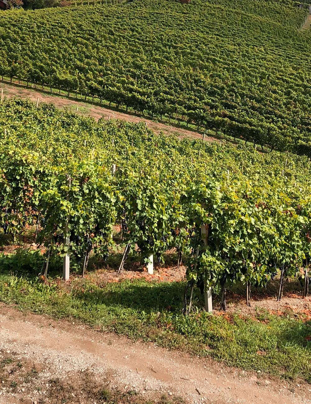 Rows of vines on the slope of the Gadova peč vineyard