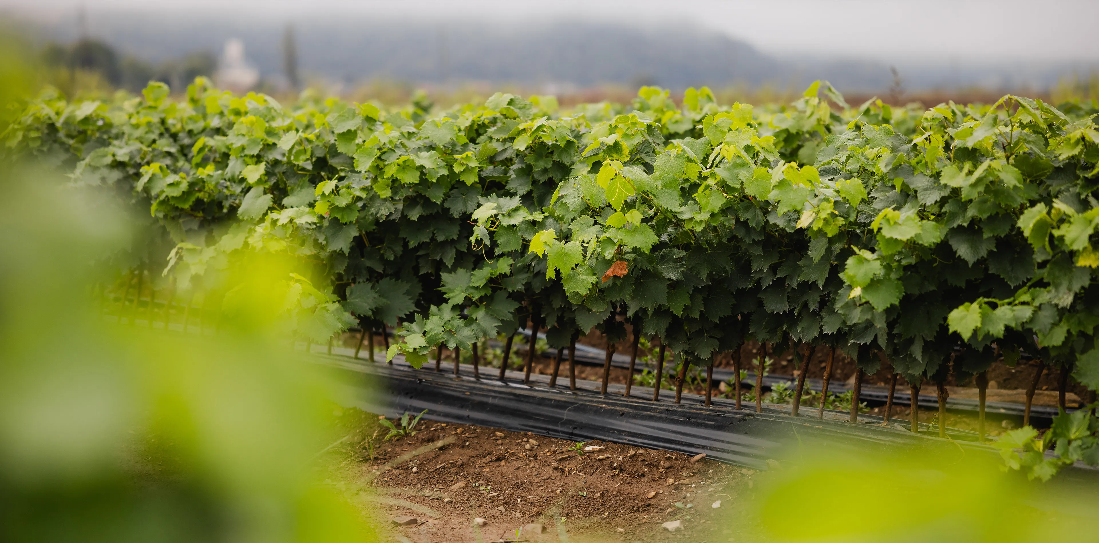 Rows of young grafted vines with green leaves on black mulch film in the Jarkovič nursery field