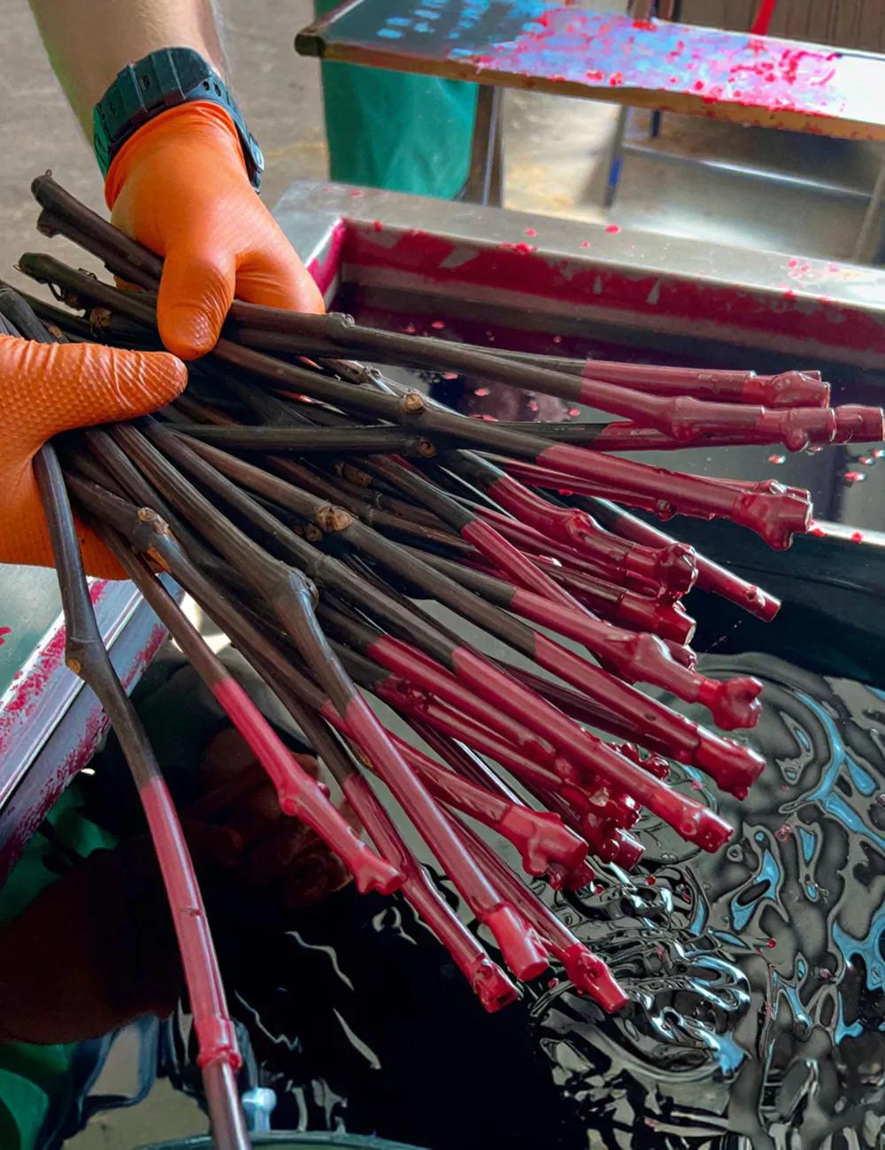 Waxing vine cuttings – dipping the grafts into red protective wax