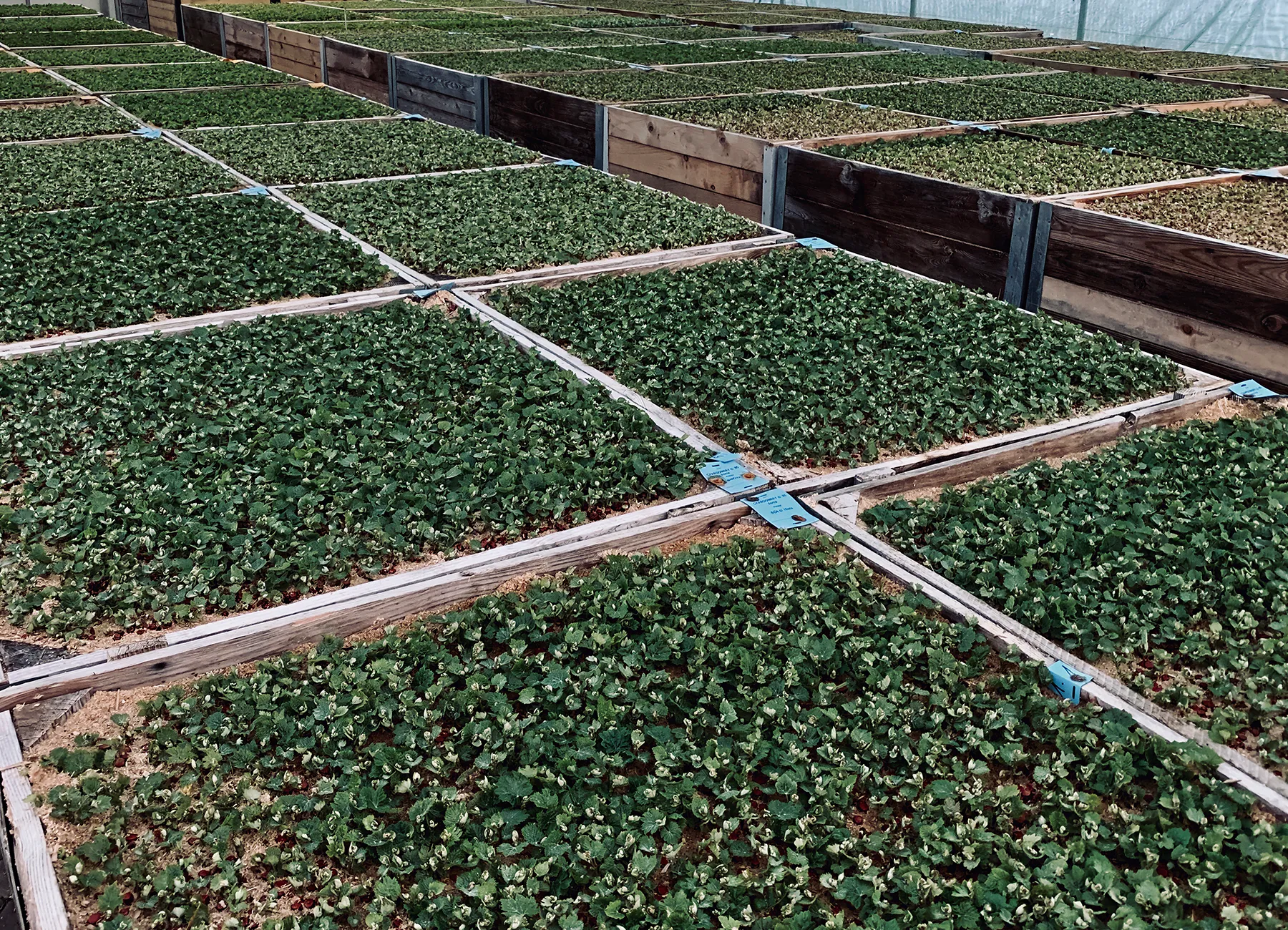 Crates of grafted cuttings sprouting in the nursery greenhouse