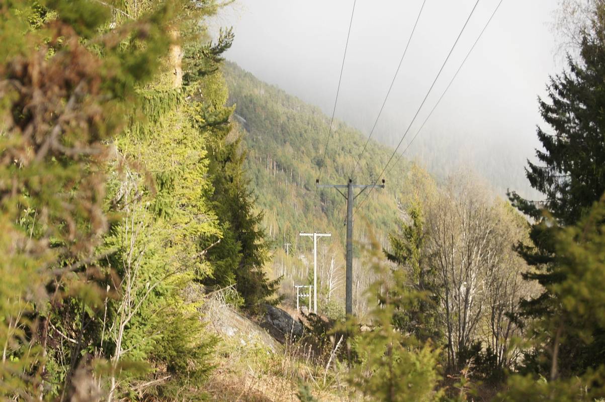 Bildet viser luftlinjer i skog