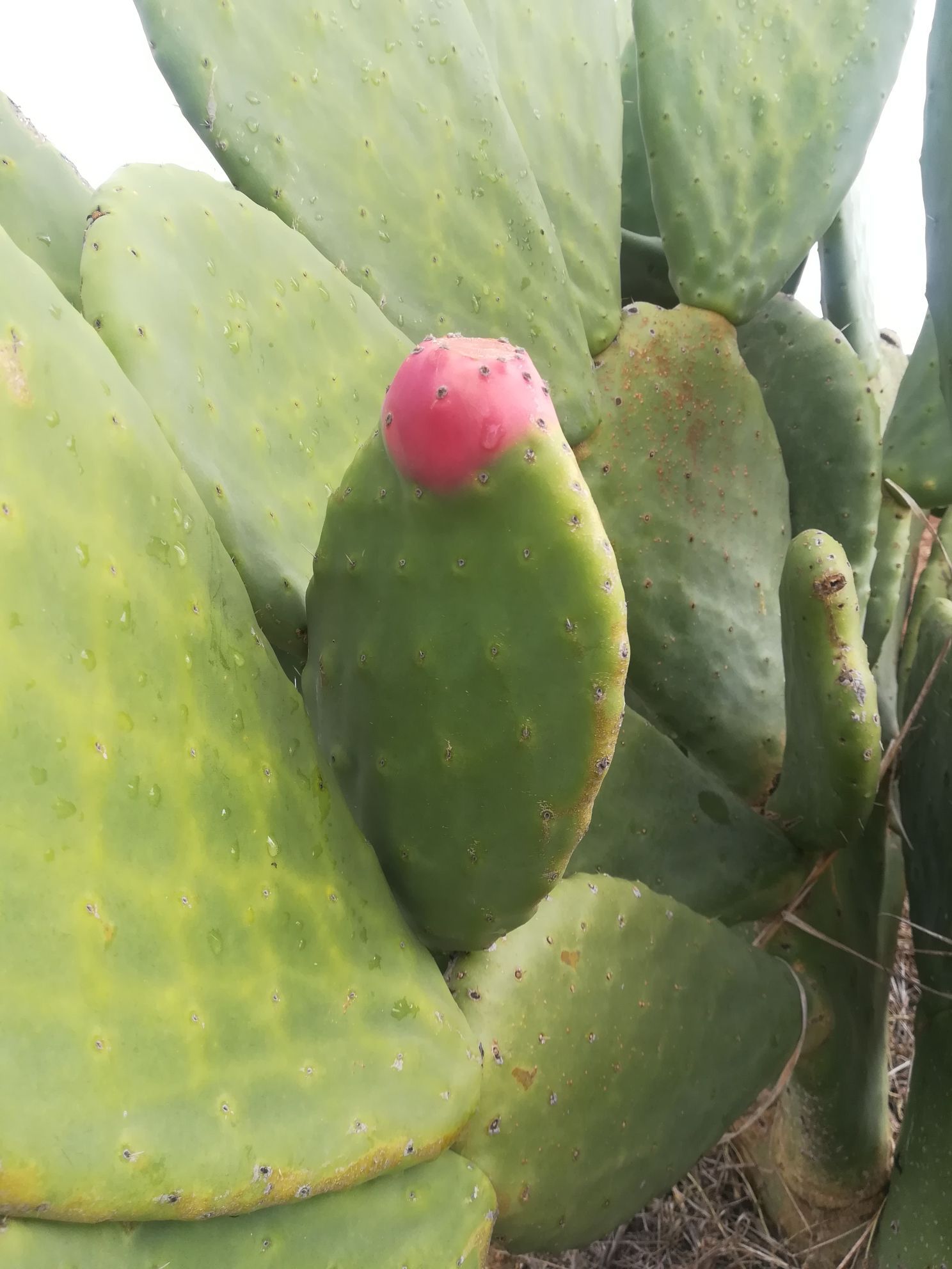 prickly pear