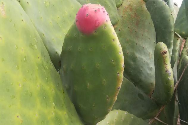 prickly pear