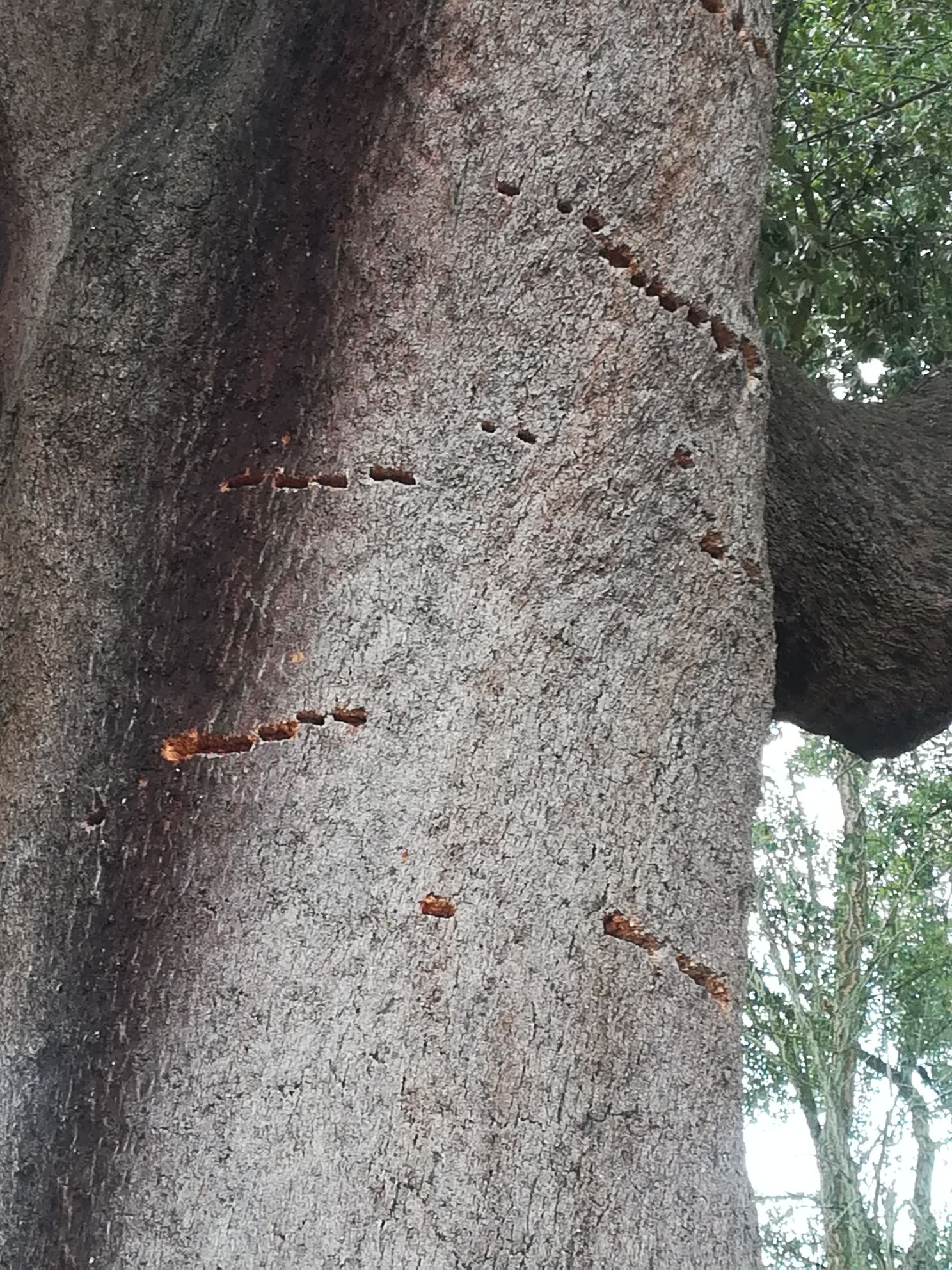 cork tree