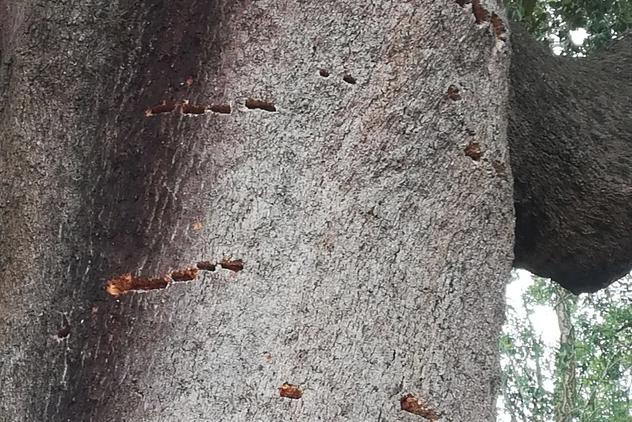 cork tree