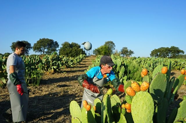 prickly pear harvest