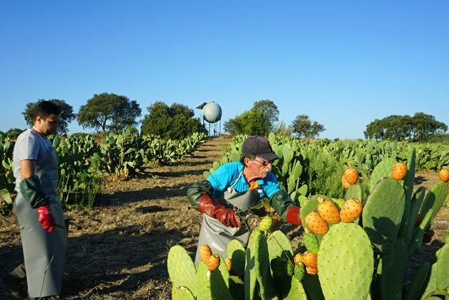prickly pear harvest
