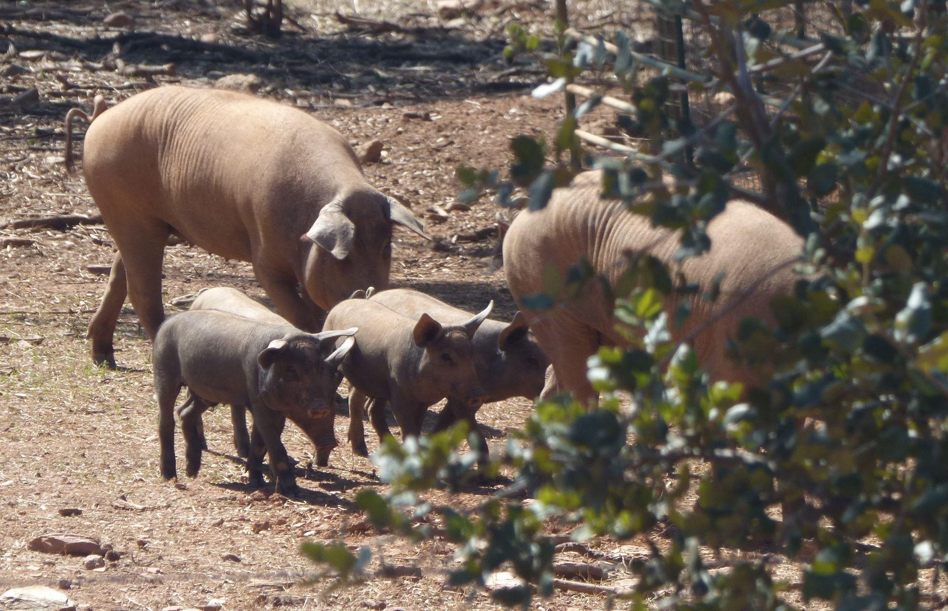 pigs