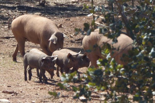 pigs