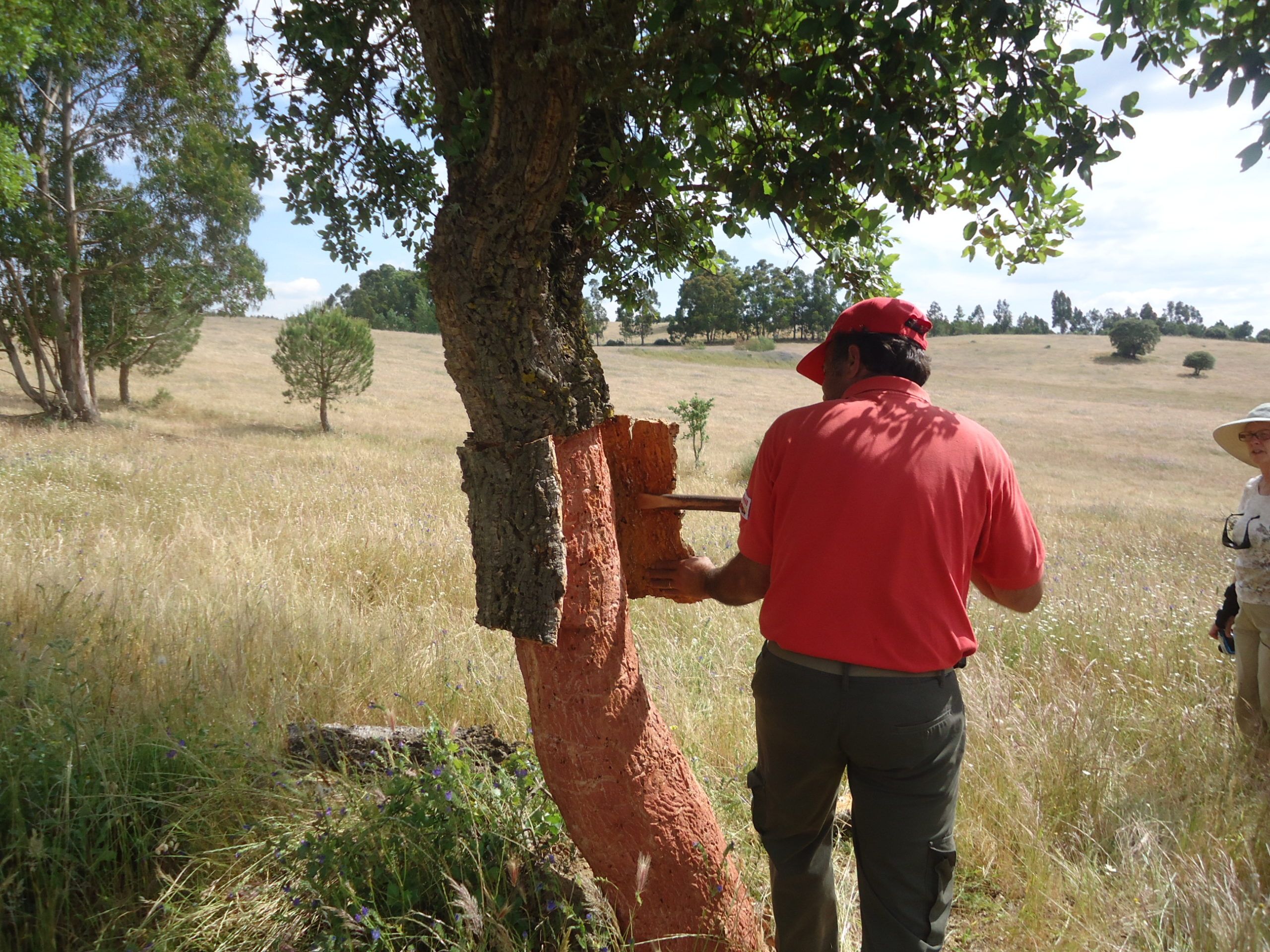 cork extraction worker