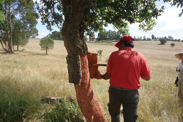 cork extraction worker