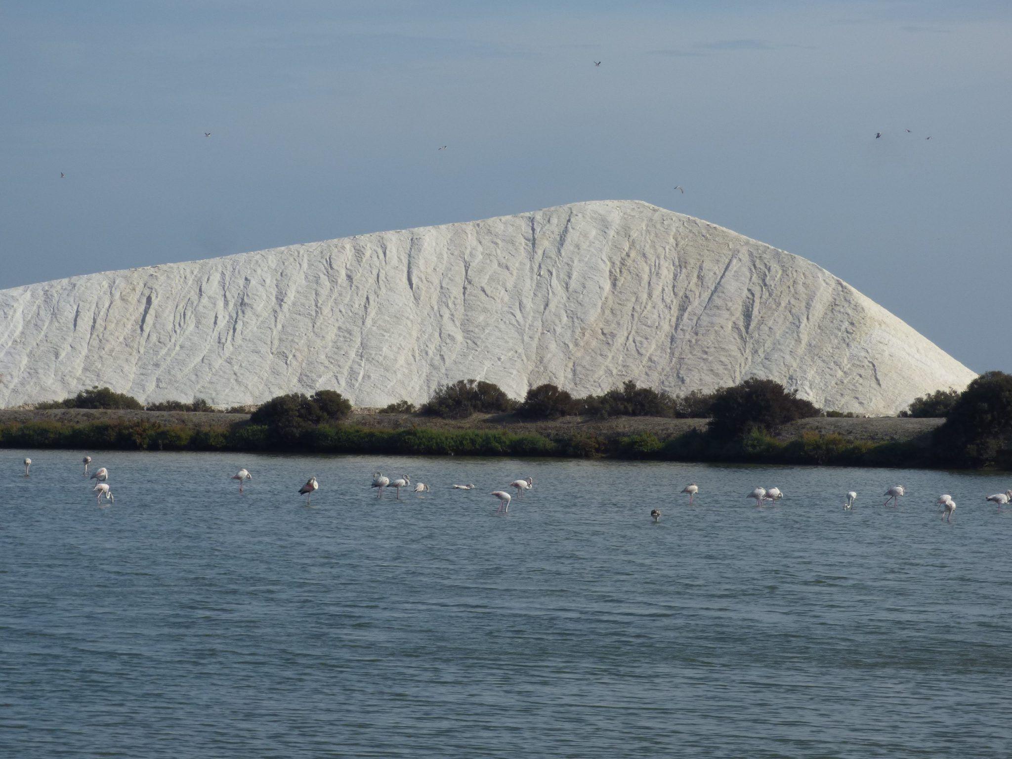 Wild Algarve - salt