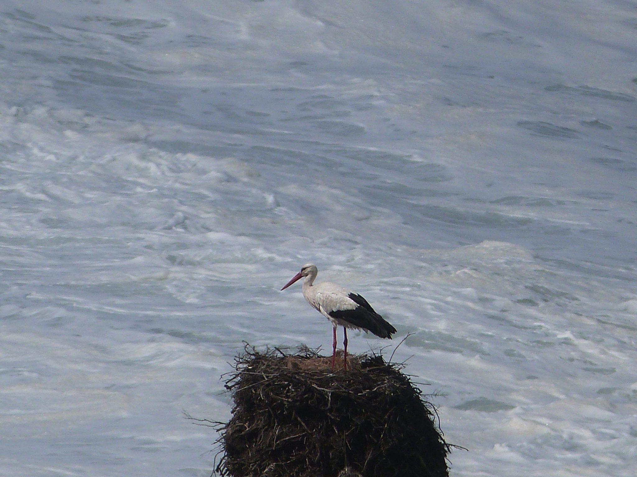 Wild Algarve - stork nest