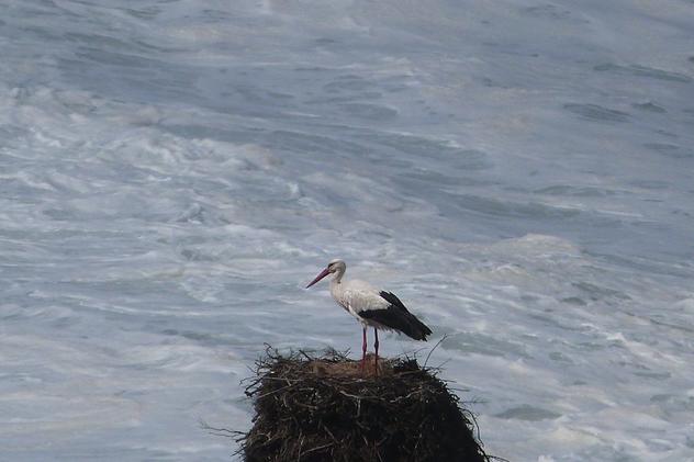 Wild Algarve - stork nest