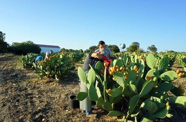 prickly pear harvesting