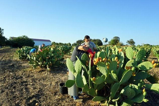 prickly pear harvesting