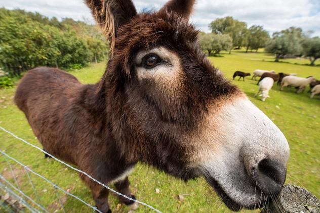 Donkey