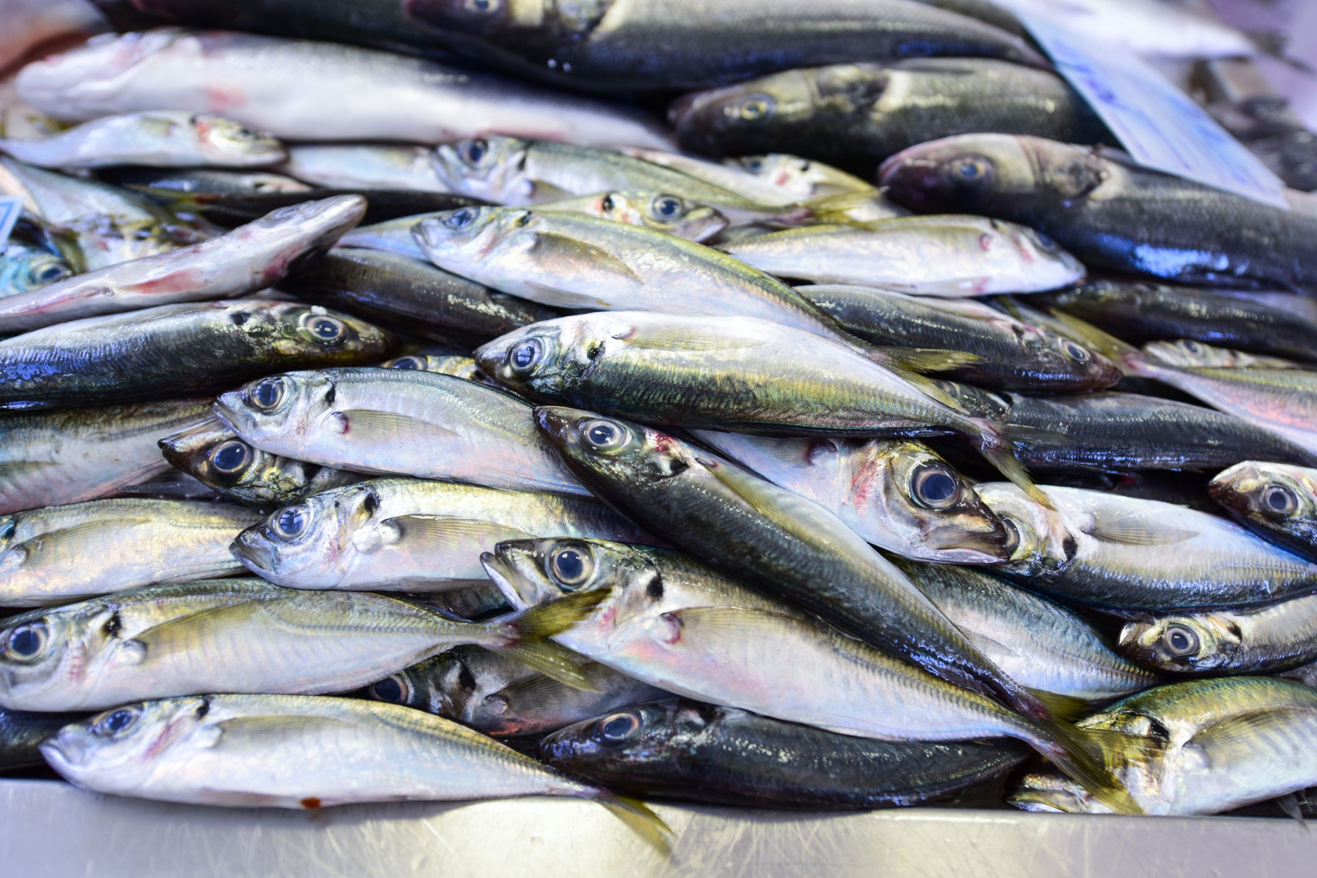 Along the Coast Bike Tour - sardines