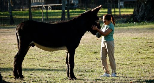 donkey at the farm