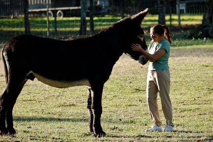 donkey at the farm