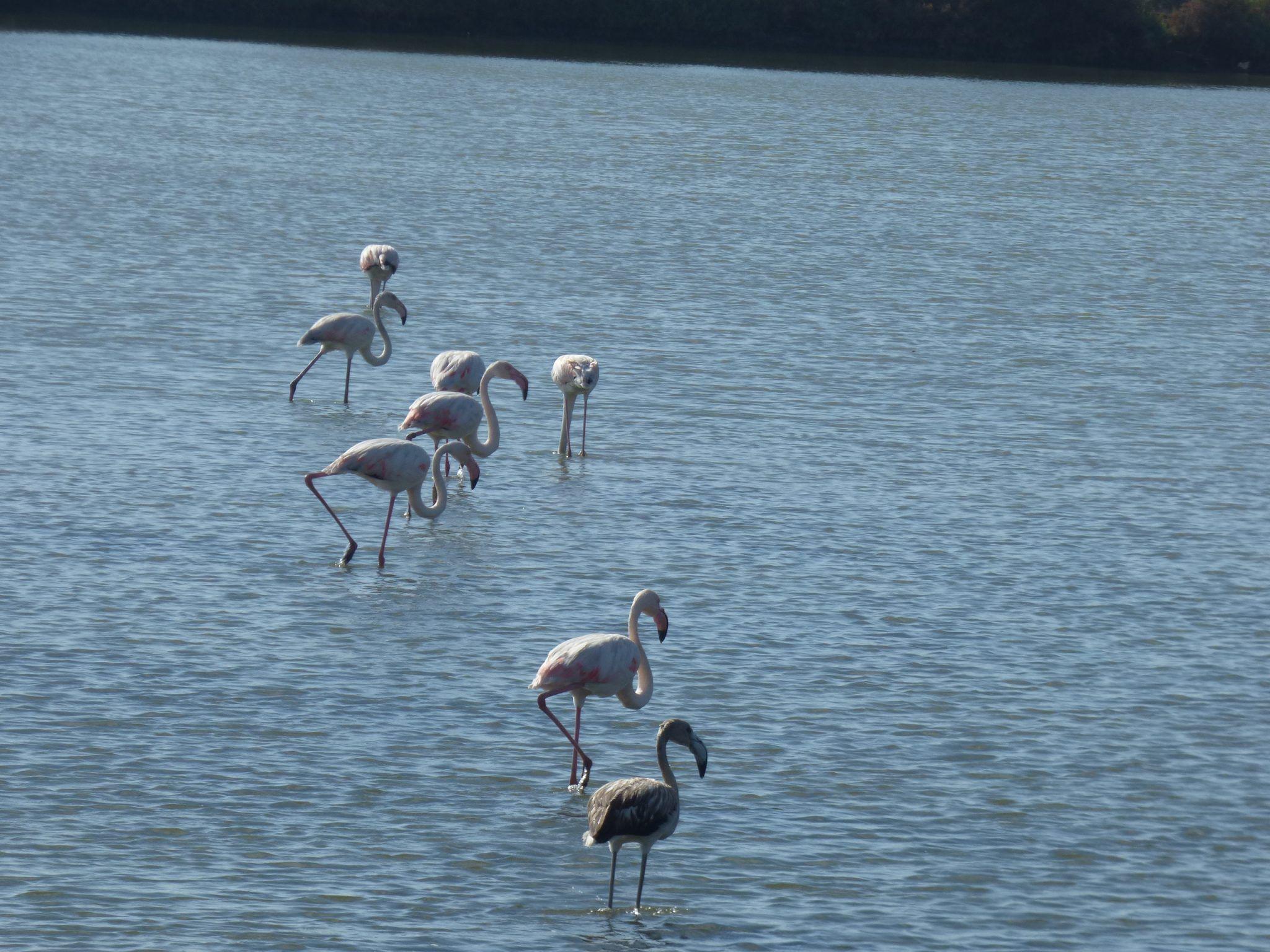 Wild Algarve - flamingo