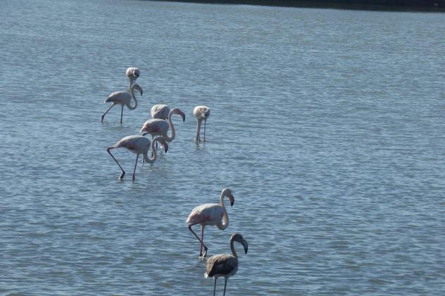 Wild Algarve - flamingo