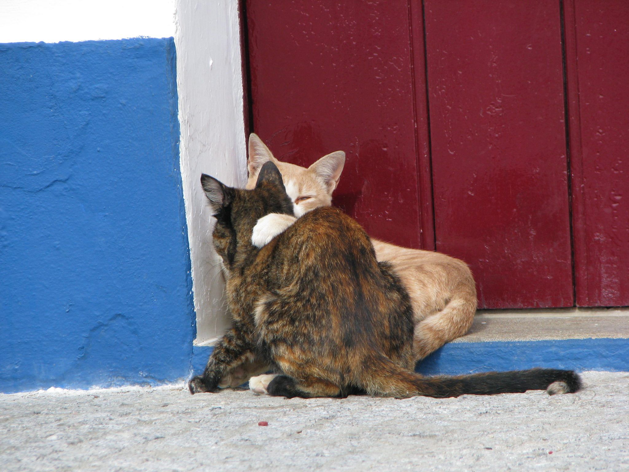 Along the Coast Bike Tour - cats