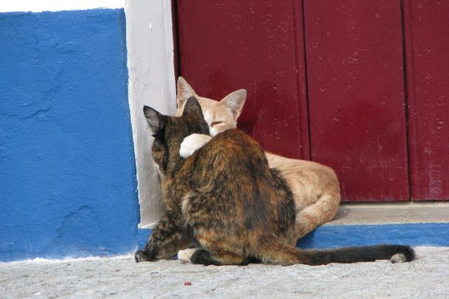 Along the Coast Bike Tour - cats